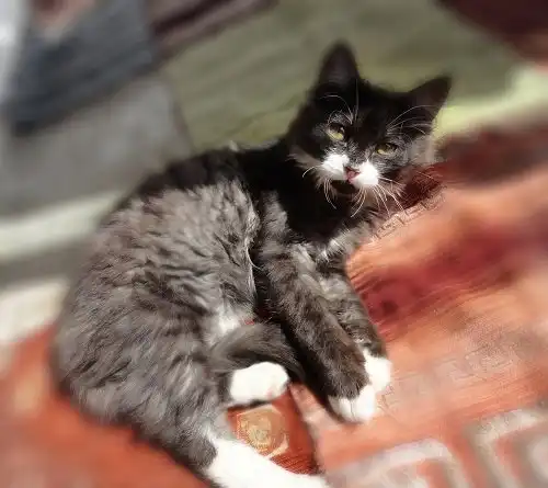 Отдам котика Ричарда