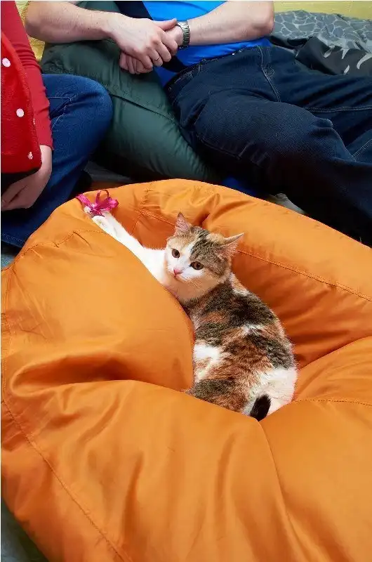 Отдам кошку Симону