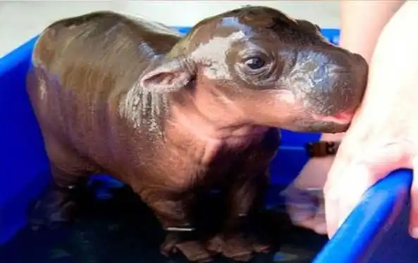 Интересные животные