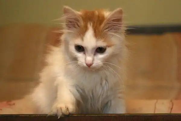 Чудесный котенок ищет дом