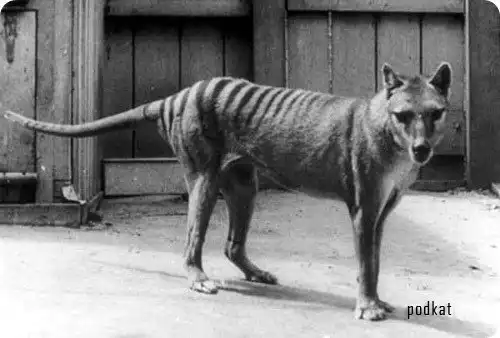 Печальная история тилацина