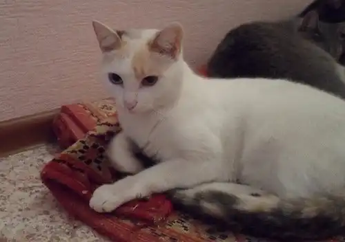 Отдам кошку Лесю