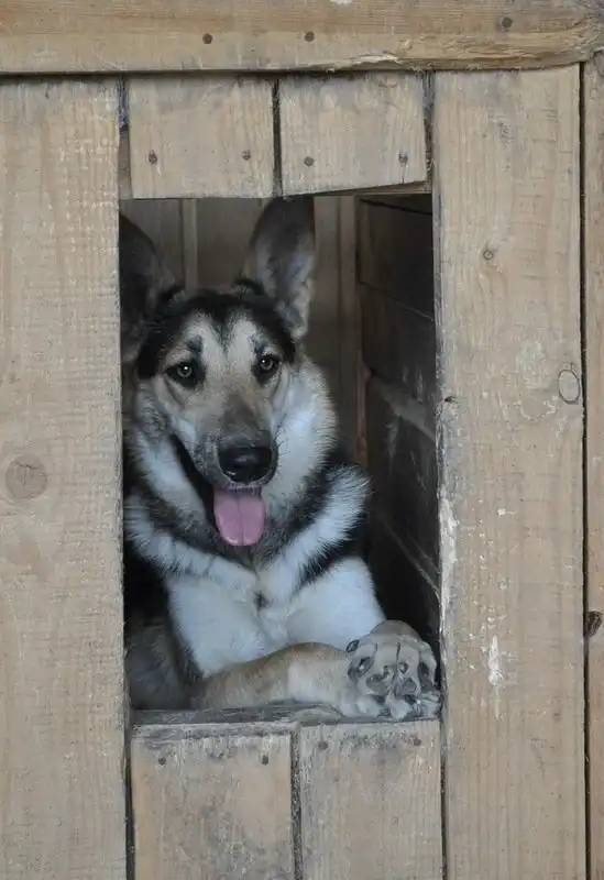 Отдам собаку Раду