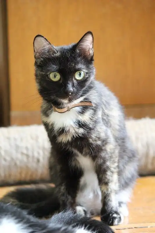 Отдам кошку Афину