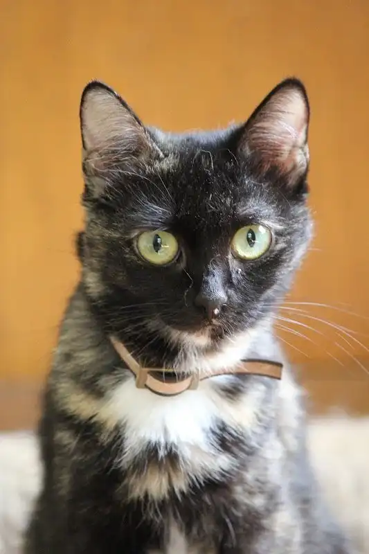 Отдам кошку Афину