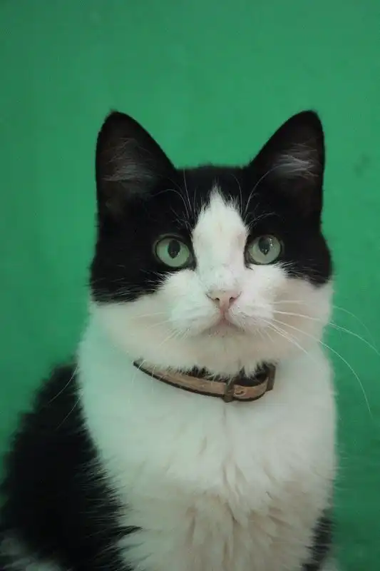 Отдам кошку Фелисию