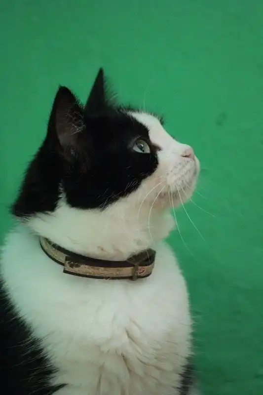 Отдам кошку Фелисию