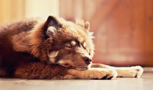 5 историй с хорошим настроением