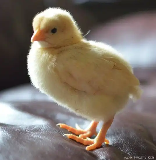 Самые сумасшедшие свадебные ритуалы разных стран мира