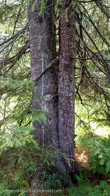Прогулка по Байкальскому заповеднику и Иволгинскому Дацану
