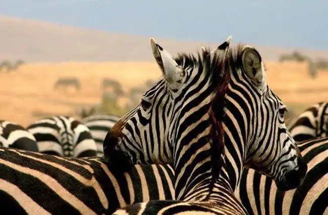 15 оптических иллюзий, созданных природой