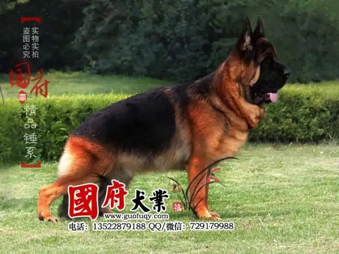 Немецкая овчарка по-китайски