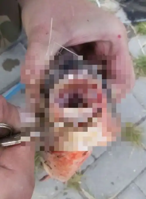 Необычный улов, озадачивший не только рыбака