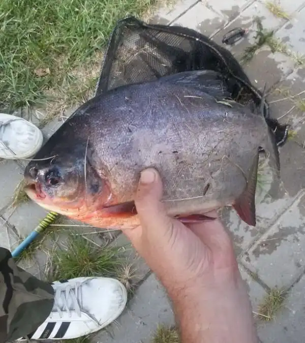 Необычный улов, озадачивший не только рыбака