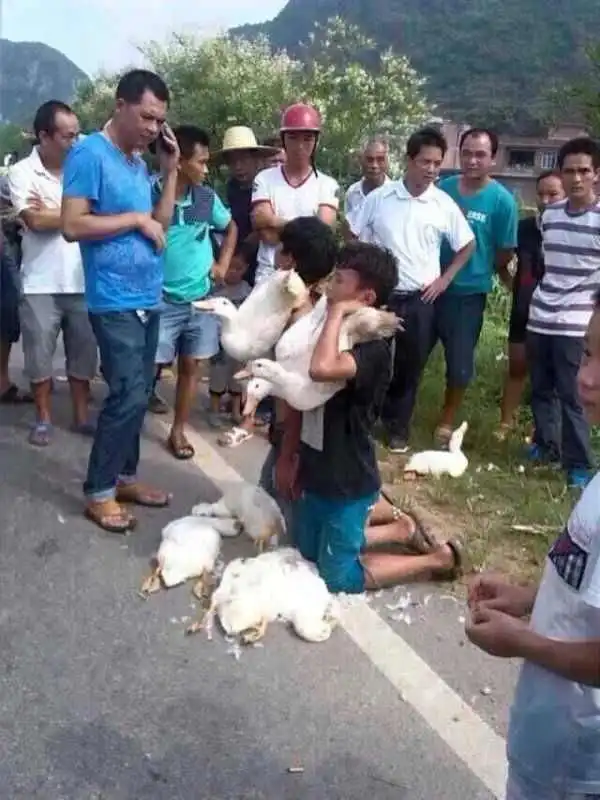 Как наказать детишек, укравших у фермера уток