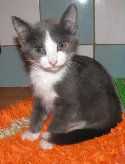 Отдам котят