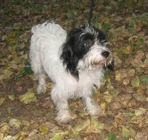 Отдам собачку Жучу