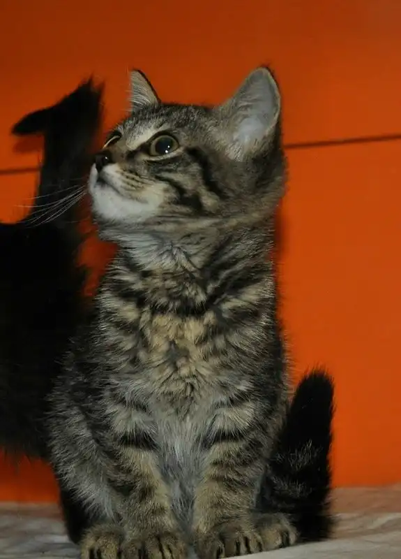 Отдам Наполеона и Бонапарта