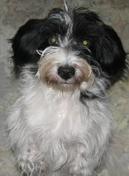 Отдам собачку Жучу