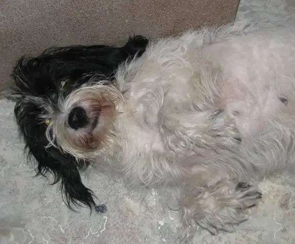 Отдам собачку Жучу