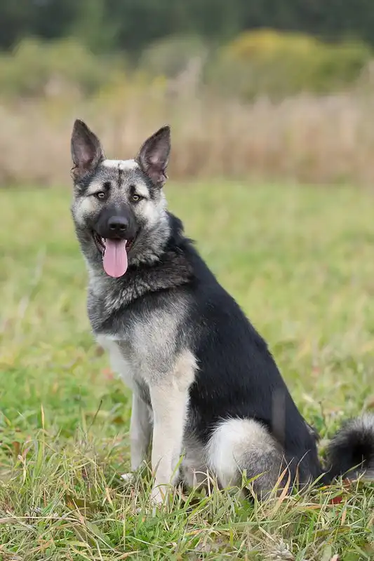 Отдам пёсика Клима