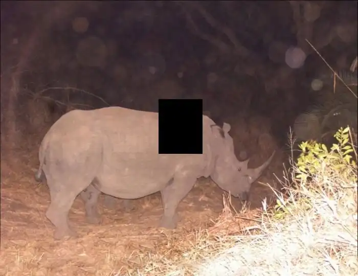 Безопасный способ передвижения по саванне в темное время суток