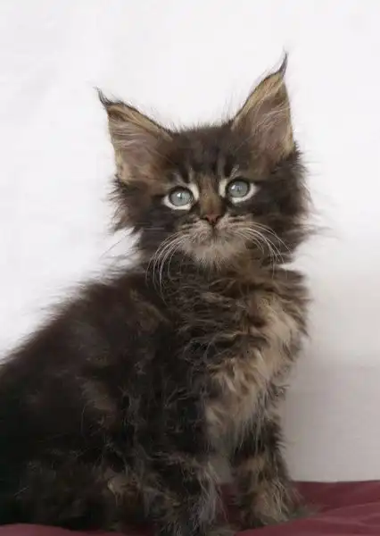 Как растет Мейн Кун