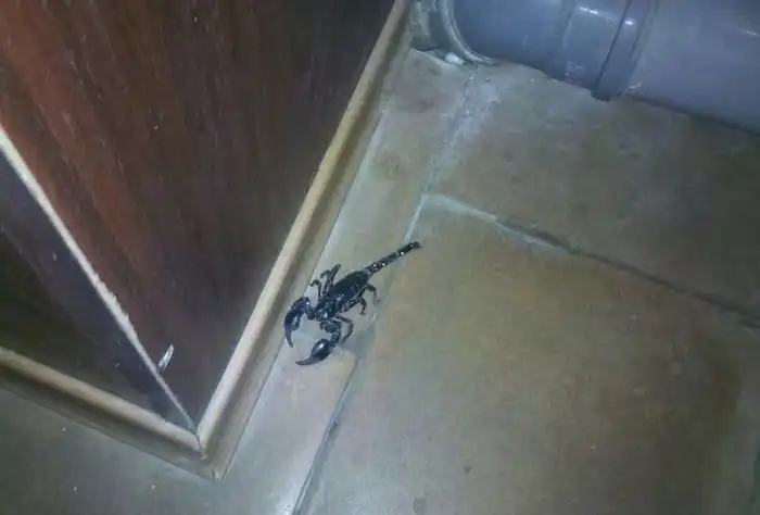 Пугающая находка в туалете