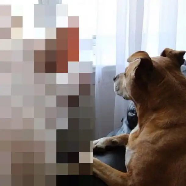 Очень необычный домашний питомец