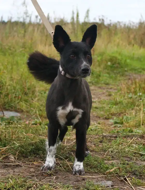 Отдам собаку Гаю