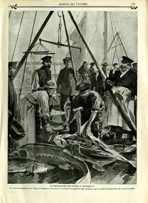 Как в XVII веке возник экспорт чёрной икры из России в Европу