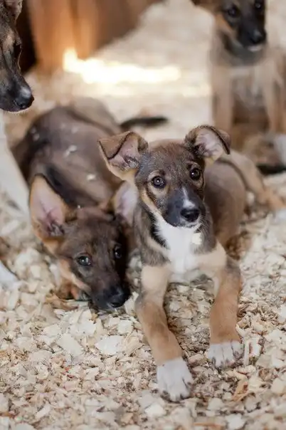 Отдам щенков