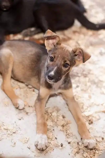 Отдам щенков