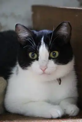 Пропала кошка Бренда!!!