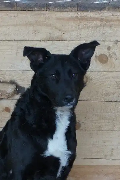 Отдам собаку Дану