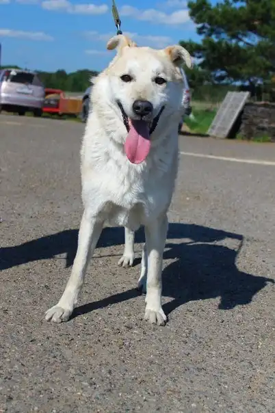 Отдам пёсика Полкана