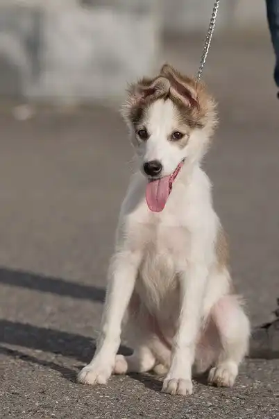 Отдам щенка Нору