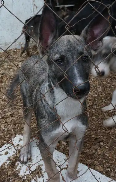 Отдам щенка Невила