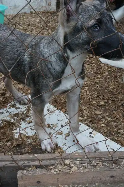 Отдам щенка Невила