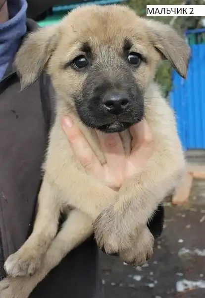 Отдам щенков