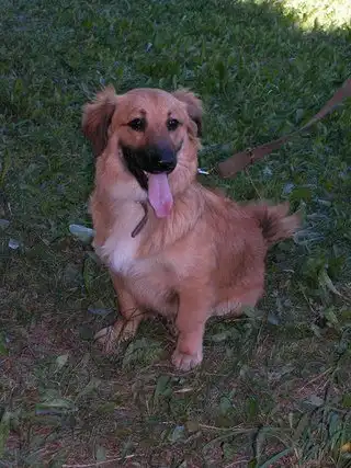 Отдам пёсика