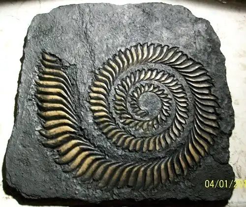 Зачем акуле циркулярная пила ?