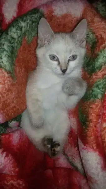 Отдам котенка-девочку в заботливые руки!