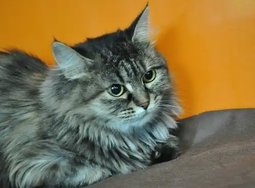 Отдам кошку