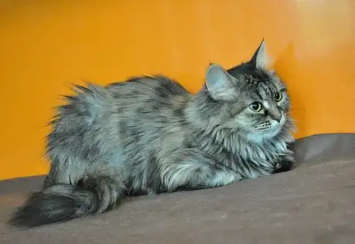 Отдам кошку