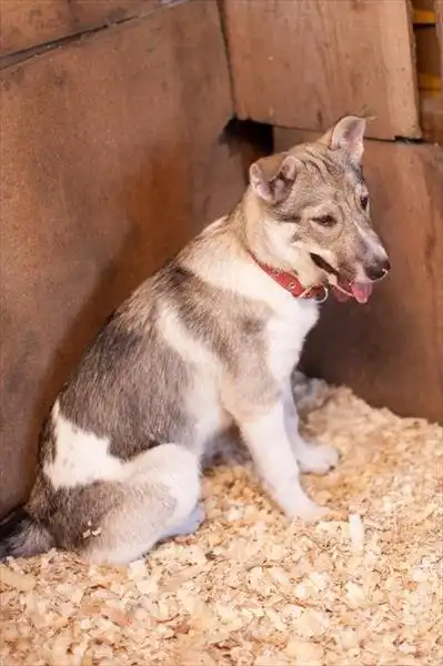 Синьди ищет дом