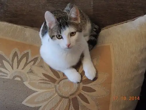 Отдам котёнка Дьюсика