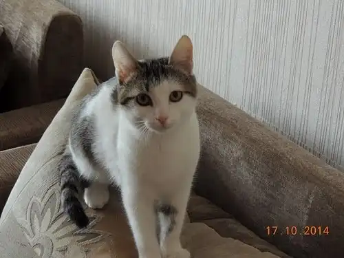 Отдам котёнка Дьюсика