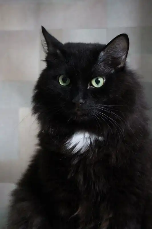 Отдам кота Лео