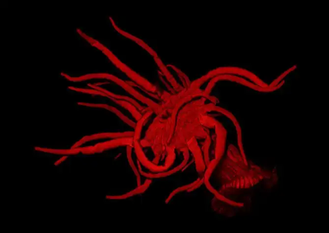 luchshie-fotografii-s-konkursa-nikon-small-world-2014